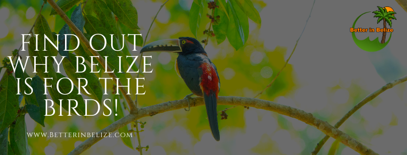 Best Birding in Belize